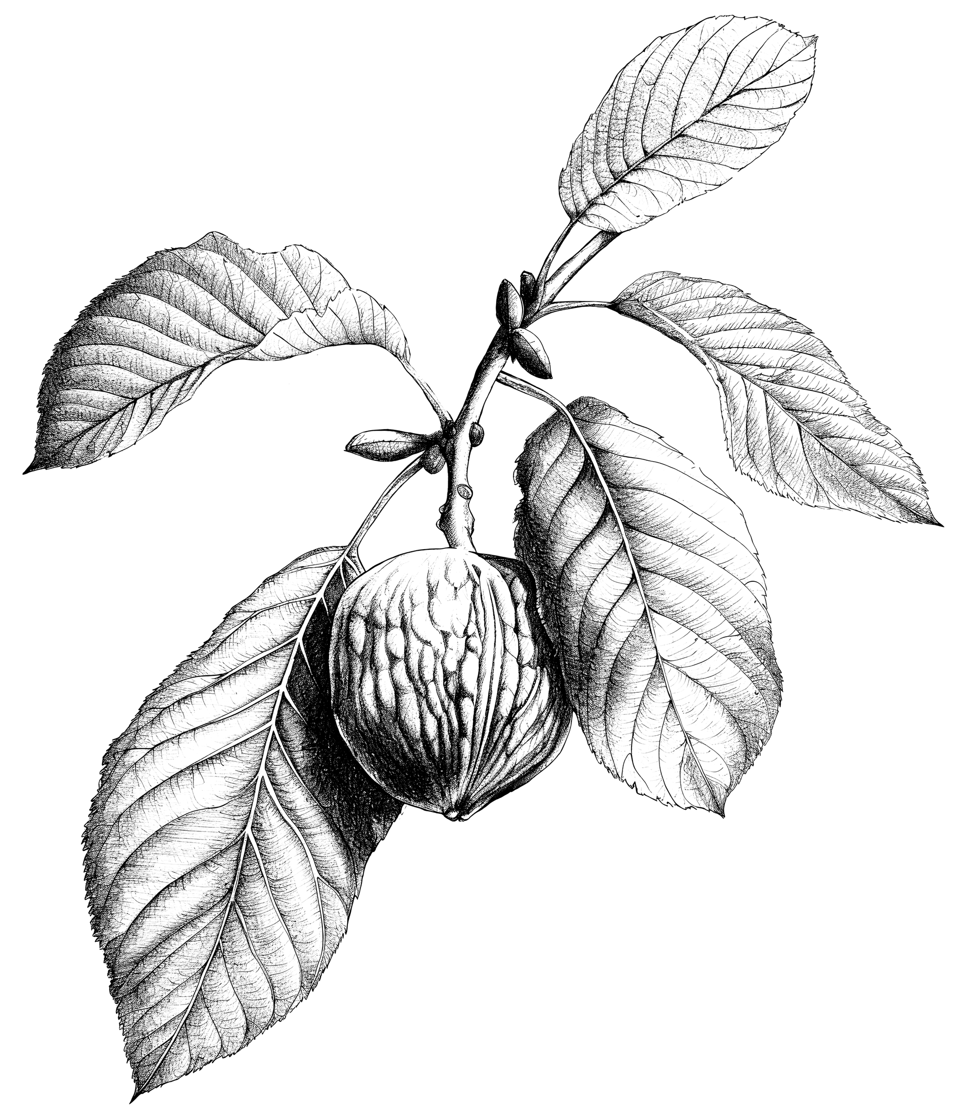 walnutImg
